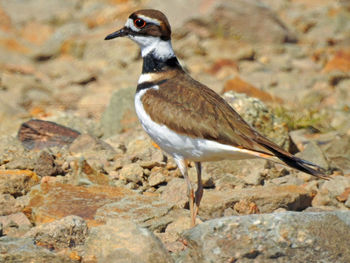 Close-up of bird perching on rock