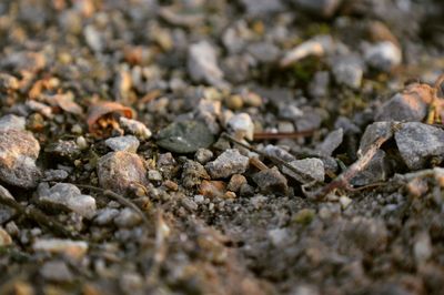 Close-up of insect