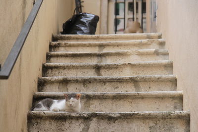 Cat looking away