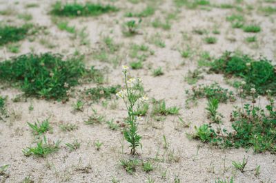 High angle view of small plant growing on field