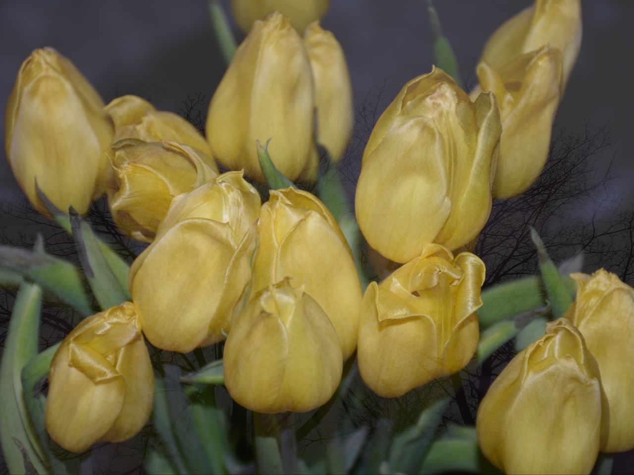 Chase Me •√ EyeEm Masterclass EyeEm Best Shots Popular Photos Springtime Dubleexposure Tranquil Scene Art Flower Collection Tulips Yellow Flower Head In Bloom