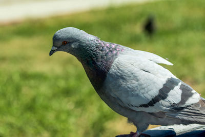 Close-up of bird perching on field