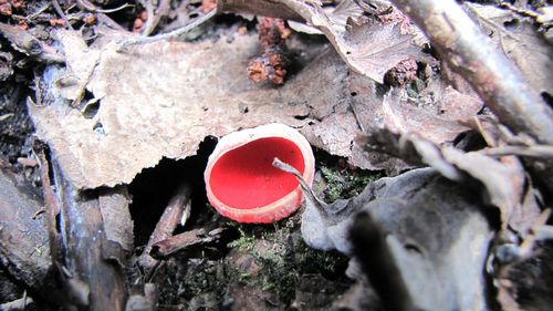 Close-up of red leaves