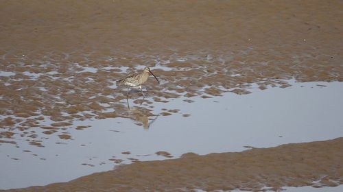 High angle view of bird on shore