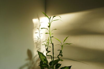 Close-up of plant against wall at home