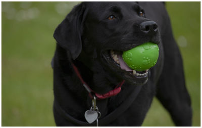 Close-up of a dog