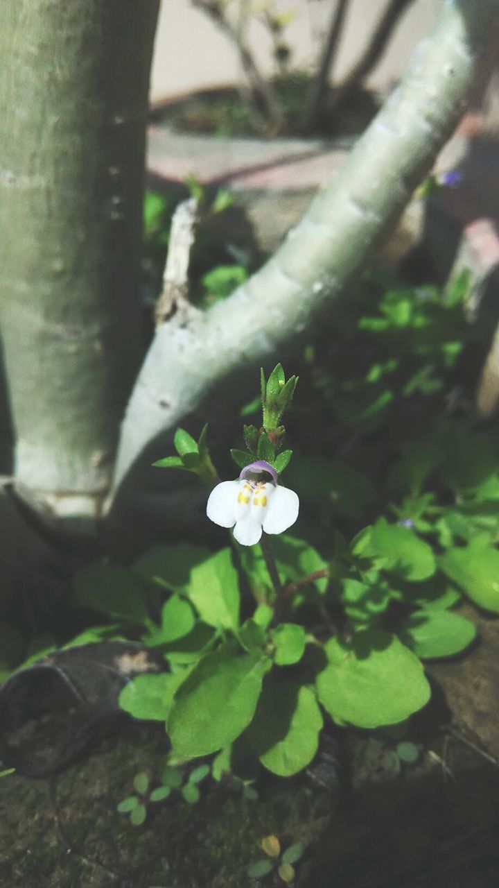 growth, nature, leaf, plant, freshness, flower, fragility, green color, beauty in nature, outdoors, day, petal, close-up, flower head, no people, water