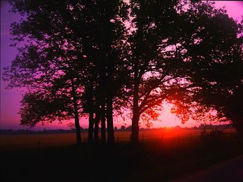 Silhouette of trees at sunset