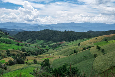 Scenic view of agricultural field against sky