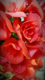 Close-up of red rose