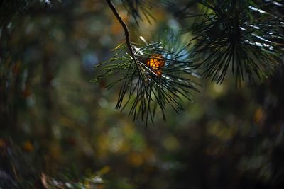 Close-up of pine tree