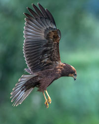 Juvenile marsh harrier