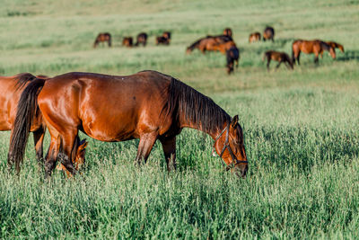 Horses grazing in a field