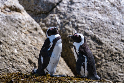 Penguin on rock