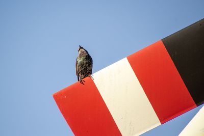 Starling bird on colorful perch with ad space