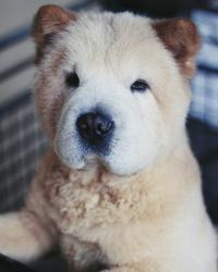 Close-up portrait of dog