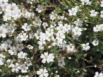 Close-up of white flowering plant
