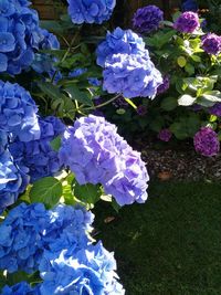 High angle view of purple hydrangea flowers