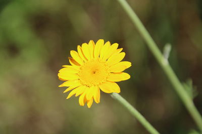 Close-up of yellow flowering plant