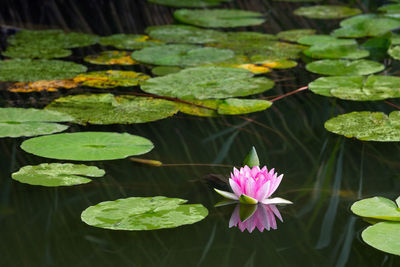 Close-up of lotus water lily in lake