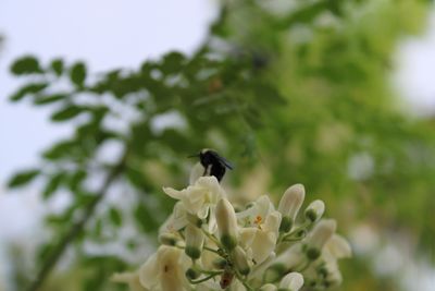 Insect on a flower