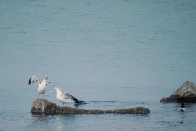 Seagulls on rock in sea
