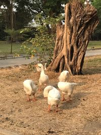 View of birds on beach