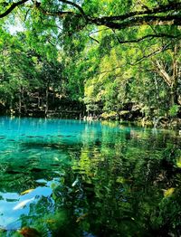 Scenic view of lake in forest