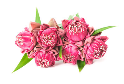 Close-up of pink flowers against white background