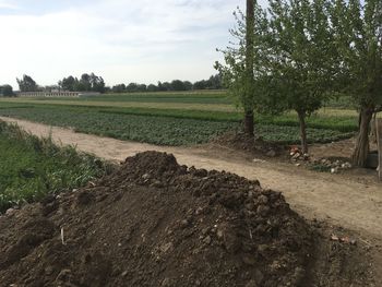 Scenic view of agricultural field against sky