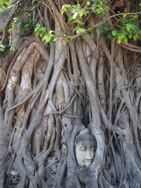 Statue of tree roots