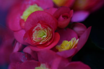 Close-up of pink rose blooming outdoors