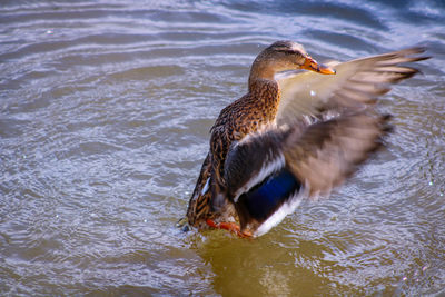 Duck swimming in lake