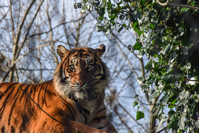 Portrait of tiger on tree