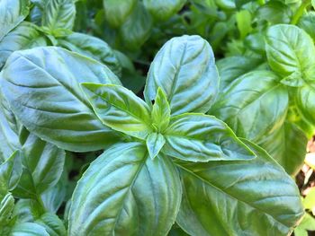 Basil, a fragrant culinary herb, growing in a herb garden, high angle view