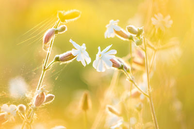 Close-up of flowering plant on field