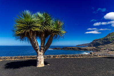Palm trees on beach against sky
