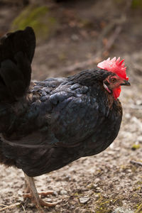 Close-up of rooster on field