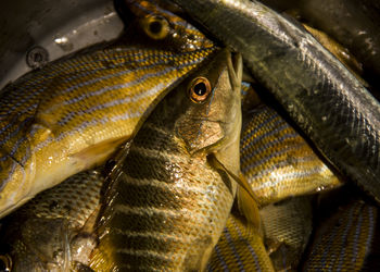 Close-up of fish for sale in market