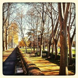 Bare trees along road