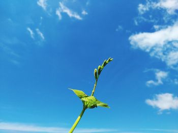 Low angle view of flowering plant against blue sky