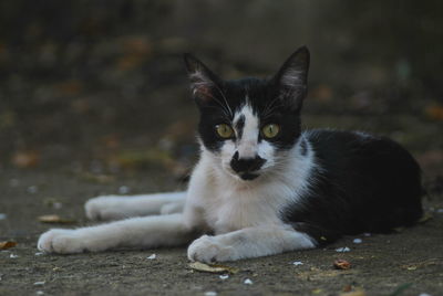 Close-up portrait of cat sitting outdoors