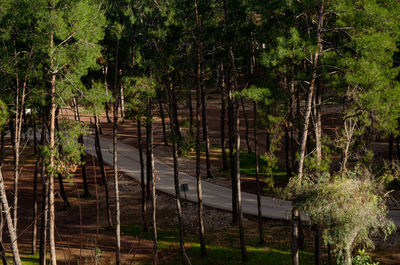 Trees by plants in forest