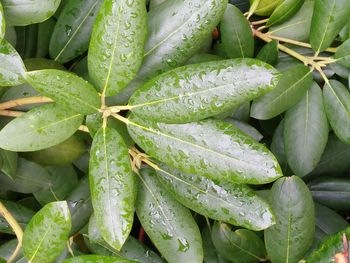 Close-up of fresh green leaves