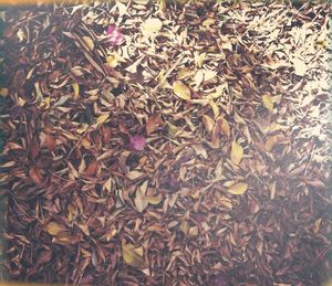 Leaves in autumn