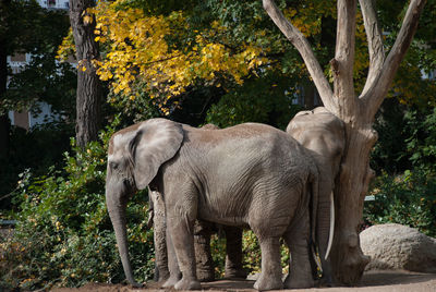 Elephant standing on tree trunk