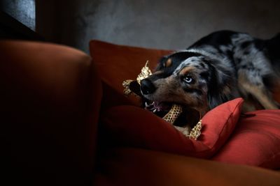 Dog resting on sofa at home