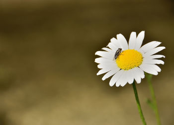 Close-up of white daisy