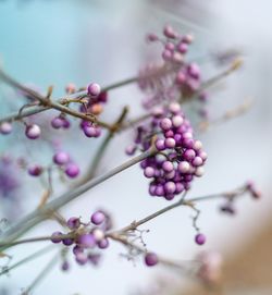 Close-up of cherry blossoms on branch