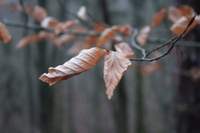 Close-up of dry leaves on tree during winter